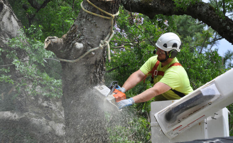 Tree Lopper