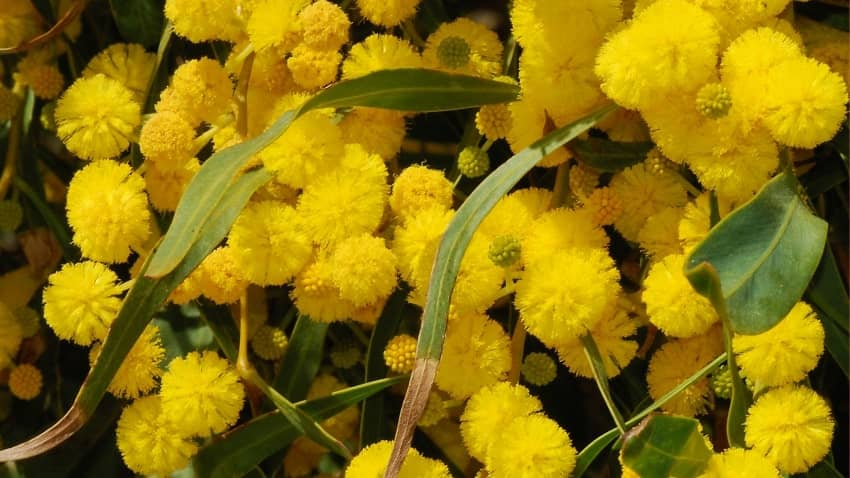 Golden Wreath Wattle