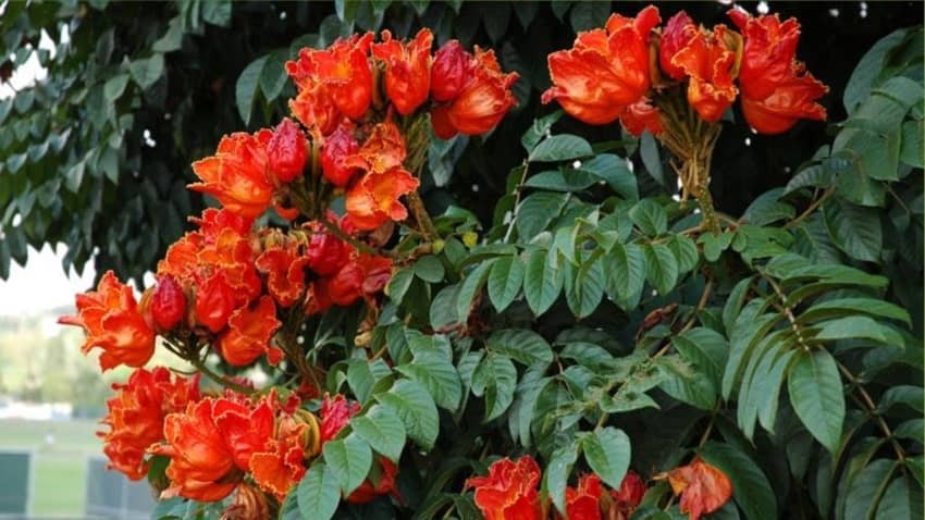 African Tulip tree