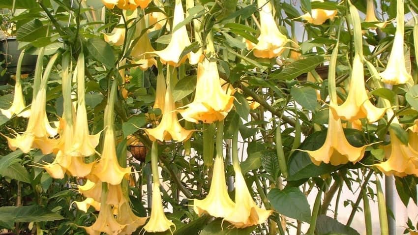 Angels Trumpet tree removal