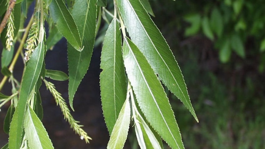 Black Willow Salix Nigra