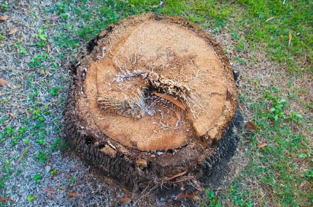 Palm tree stump removal