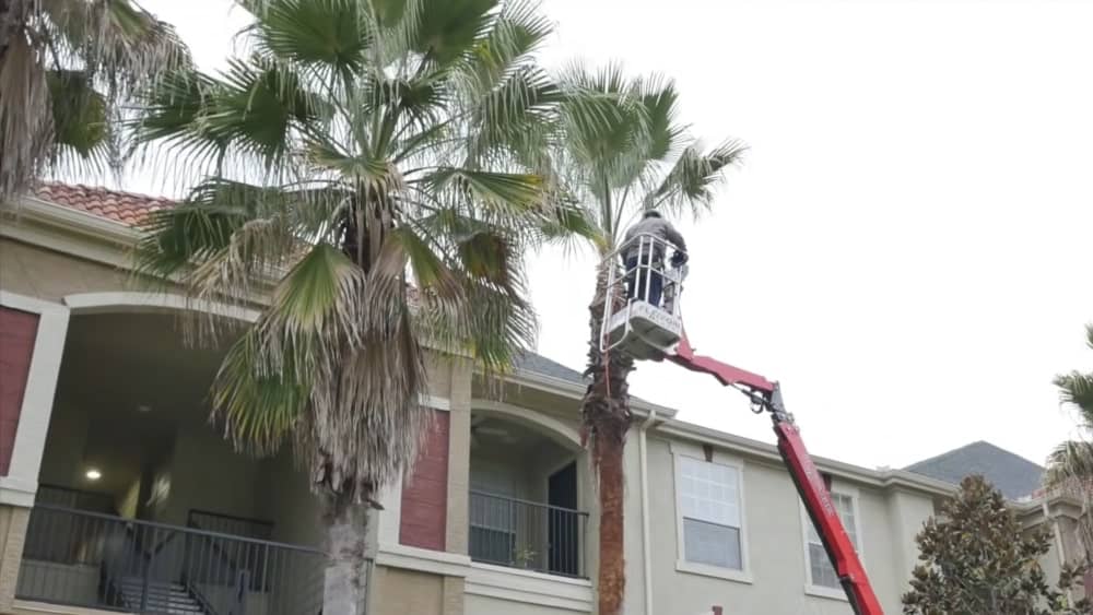 Palm Tree Trimming